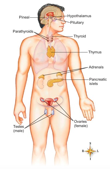 <ul><li><p><span style="font-family: Verdana, sans-serif">Hypothalamus - </span><span style="font-family: Verdana, sans-serif; color: yellow">brain</span></p></li><li><p><span style="font-family: Verdana, sans-serif">Thyroid -</span><span style="font-family: Verdana, sans-serif; color: green"> neck</span></p></li><li><p><span style="font-family: Verdana, sans-serif">Pituitary -</span><span style="font-family: Verdana, sans-serif; color: yellow"> brain</span></p></li><li><p><span style="font-family: Verdana, sans-serif">Pancreas - abdomen</span></p></li><li><p><span style="font-family: Verdana, sans-serif">Parathyroid - </span><span style="font-family: Verdana, sans-serif; color: green">neck</span></p></li><li><p><span style="font-family: Verdana, sans-serif">Thymus - chest</span></p></li><li><p><span style="font-family: Verdana, sans-serif">Adrenals - on top of kidneys</span></p></li><li><p><span style="font-family: Verdana, sans-serif">Pineal - </span><span style="font-family: Verdana, sans-serif; color: yellow">brain</span></p></li><li><p><span style="font-family: Verdana, sans-serif">Reproductive glands - gonads</span></p></li></ul><p></p>