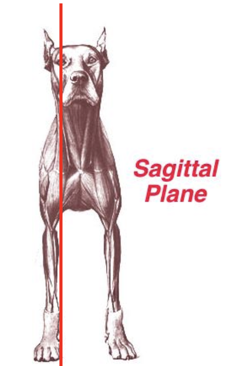 <p><strong><u>What:</u></strong> Runs parallel to the <strong>median plane </strong></p><p><strong><u>Divide body into:</u></strong> <strong>Unequal halves </strong></p>