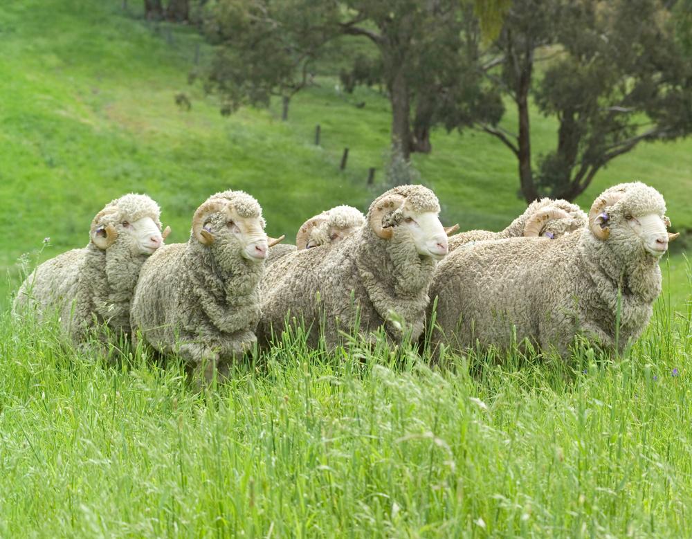 loose skin with fine soft wool, imported to the US in the 1800s, mostly in New Zealand and Australia 
