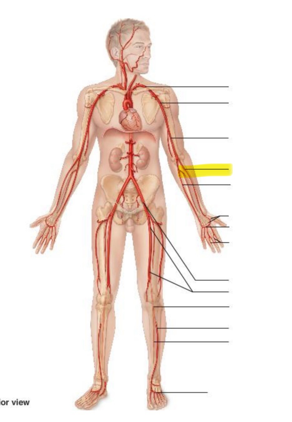 term image