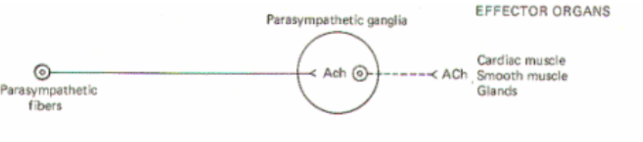 <ul><li><p>Relaxes most systems in body that sympathetics excite (“rest and digest”)</p></li><li><p>Preganglionic neurons in the brainstem or sacral nucleus</p></li><li><p>Postganglionic in ganglia closer to target</p></li><li><p>Preganglionic neurotransmitter is Ach</p></li><li><p>Postganglionic neurotransmitter is Ach</p></li></ul><p></p>