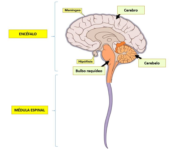 <ul><li><p>Controla, recibe, interpreta y procesa información</p></li><li><p>Impulso sensitivo + nervios y coordinación</p></li></ul>