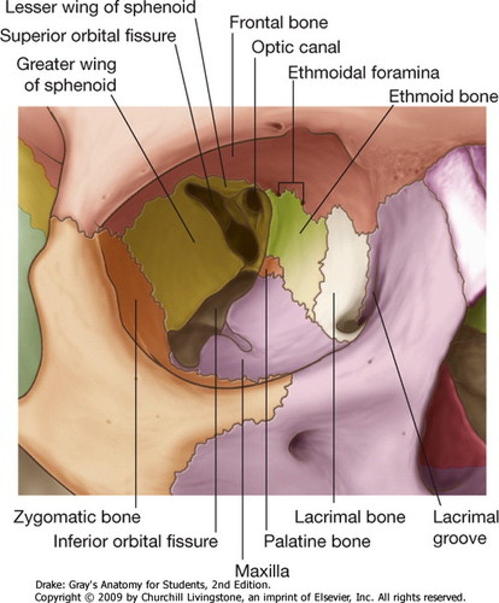 <p>Zygomatic nerve (V2), Infraorbital nerve (V2), Infraorbital artery &amp; vein, Inferior ophthalmic vein.</p>