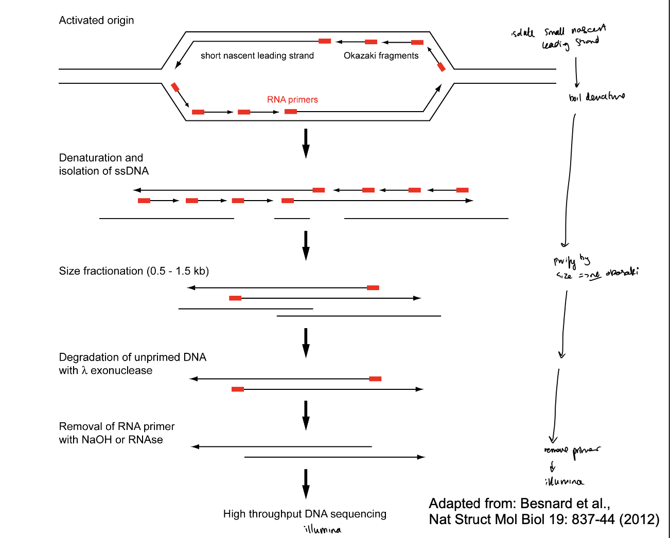 <ol><li><p>small nascent DNA leading strands tagged so know they are new strands that have been replicated</p></li><li><p>isolated from replicating cells</p></li><li><p>sequenced to<strong> localise</strong>&nbsp;replication origins</p></li></ol><p></p><p><em>Also a bulk experiment</em></p><p></p>