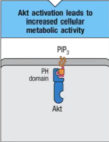 <p>Akt, PIP3, PH of Akt</p>