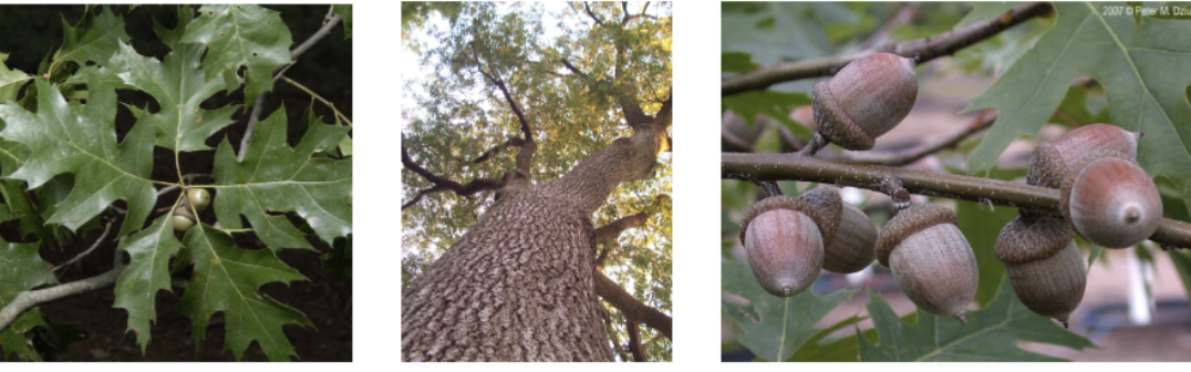 <p>northern red oak</p>