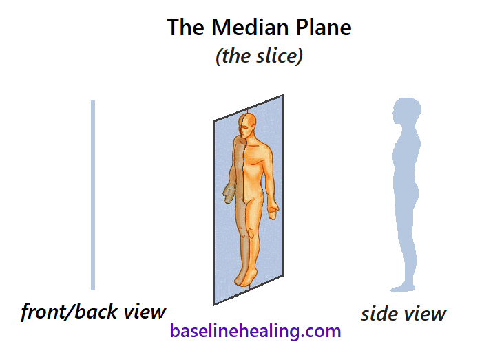 <p>divides body into right and left halves</p>