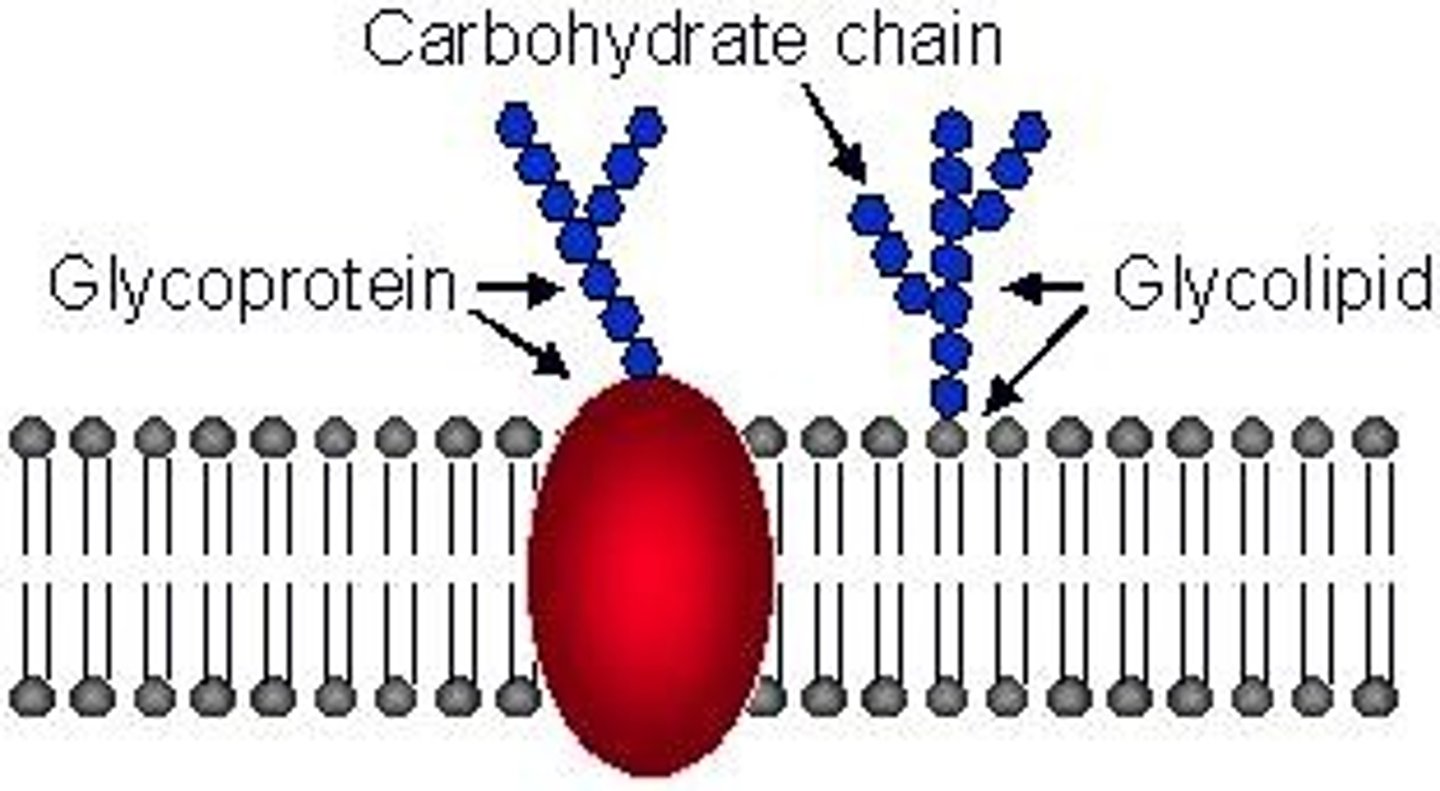 <p>A membrane lipid attached to a carbohydrate group.</p>