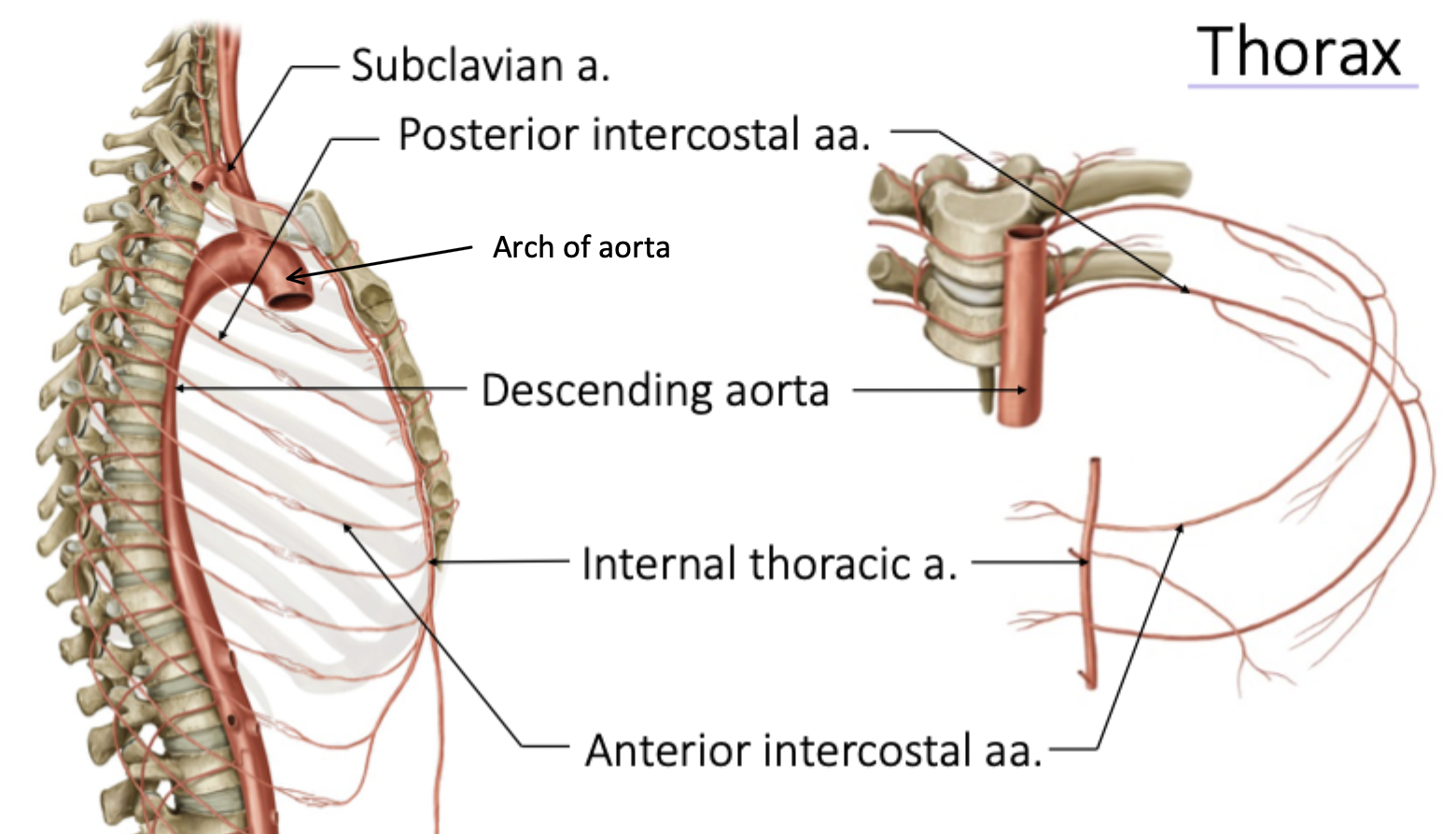 <p>Arch of Aorta → Subclavian → Internal Thoracic → Anterior Intercostal</p><p></p><p>Arch of Aorta → Descending Aorta → Posterior Intercostal</p>