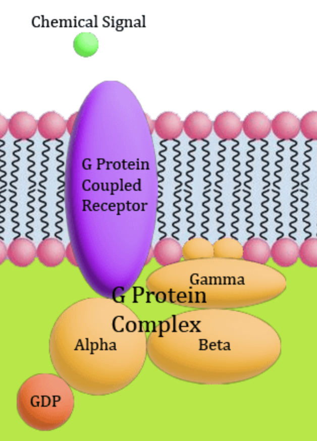 <ul><li><p>group of transmembrane receptors</p></li><li><p>found in all eukaryotic cells</p></li><li><p>half of pharmaceutical drugs act as ligand for GPCR receptor(s)</p></li><li><p>all have a single peptide that is folded into a globular shape</p><ul><li><p>7 (embedded) units</p></li></ul></li><li><p>extracellular loop parts bind with ligands</p></li><li><p>intracellular parts of loops attach to protein complex called G-protein</p><ul><li><p>G-protein has 3 subunits; alpha, beta, gamma</p></li></ul></li></ul><p></p>