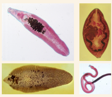 <ul><li><p>Also known as flat worms</p></li><li><p>Are hemaphroditic</p></li><li><p>No body cavities</p></li><li><p>Uses flame cells for excretion.</p></li></ul>