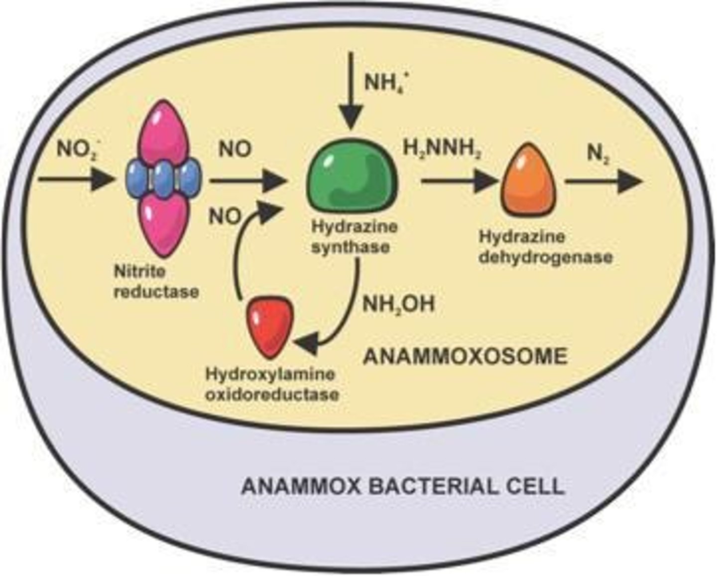 <p>A microbiological process for nitrogen removal where nitrite is converted to dinitrogen gas using ammonia as the electron donor.</p>