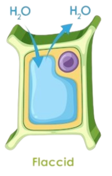 <p>Isotonic in Plant Cells</p>
