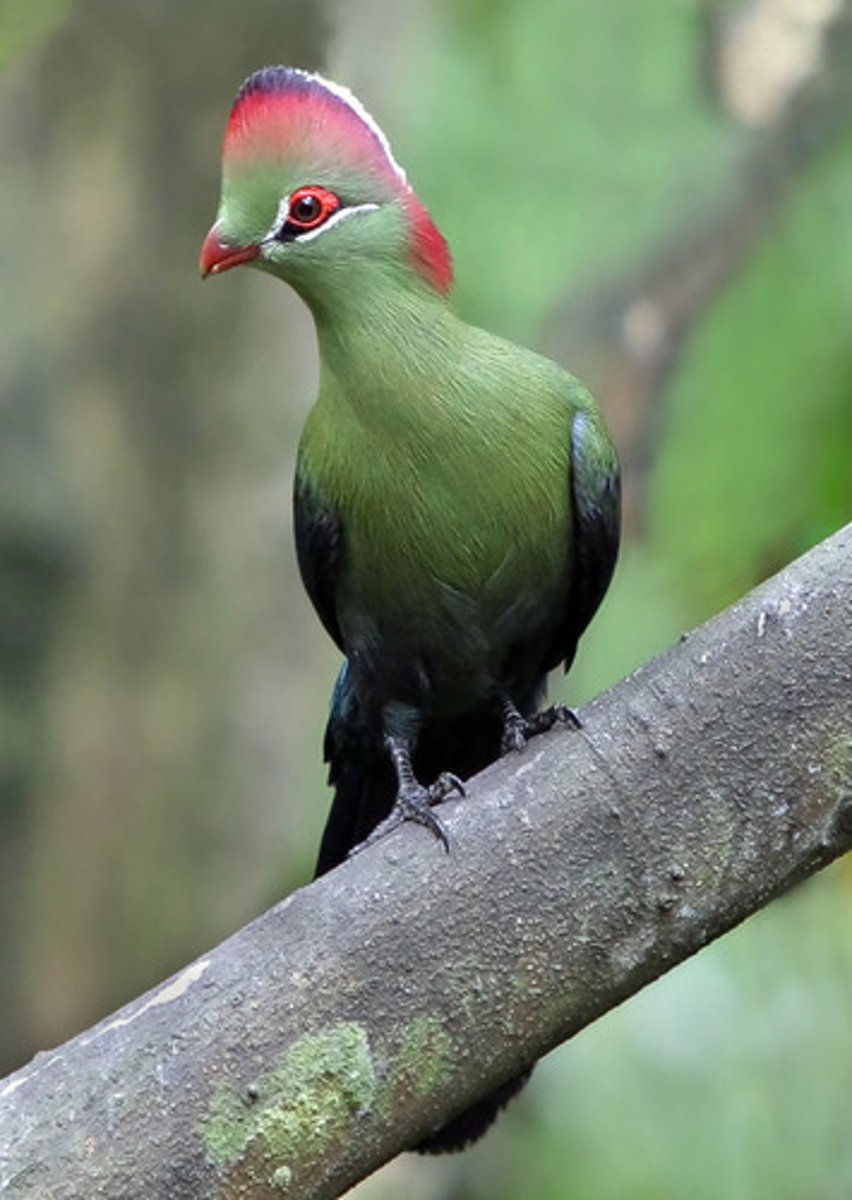 <p>Turacos</p>