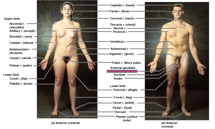 <p>Based on this anterior view, what is this region?</p>
