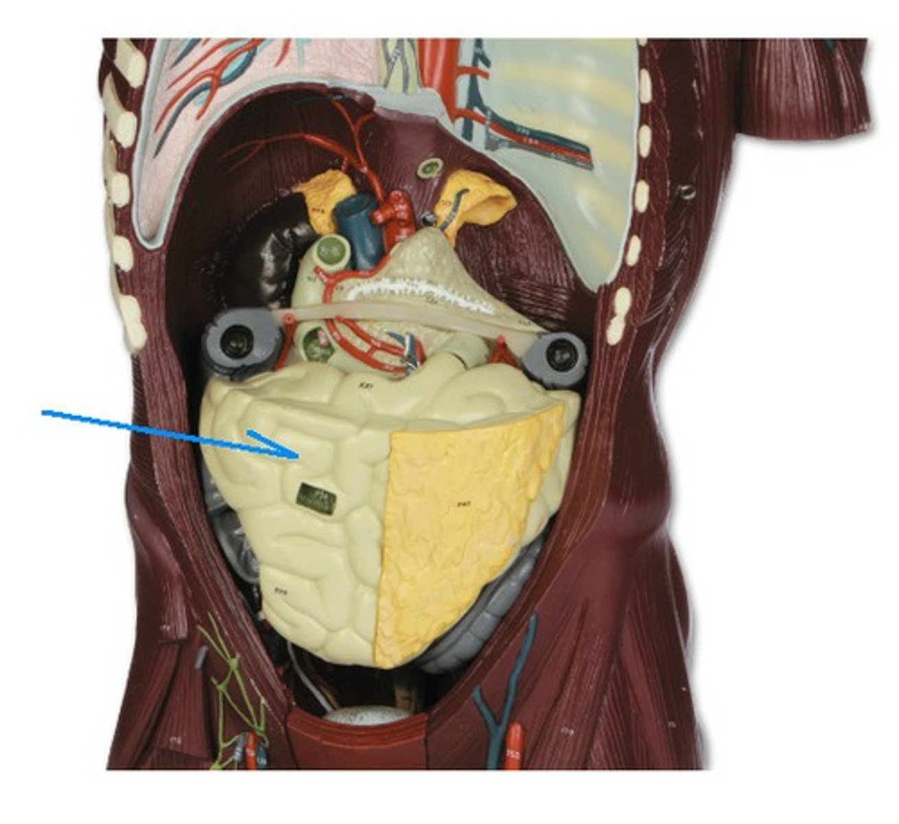 <p>Identify the structure, organ, or bone.</p>