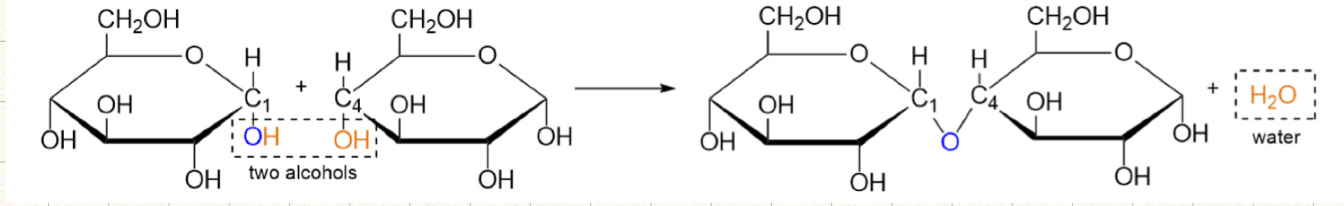 <p>ether linkage (ring shape)</p><p>reactants: two alcohols (separate rings)</p><p>products: two rings joined and water</p>
