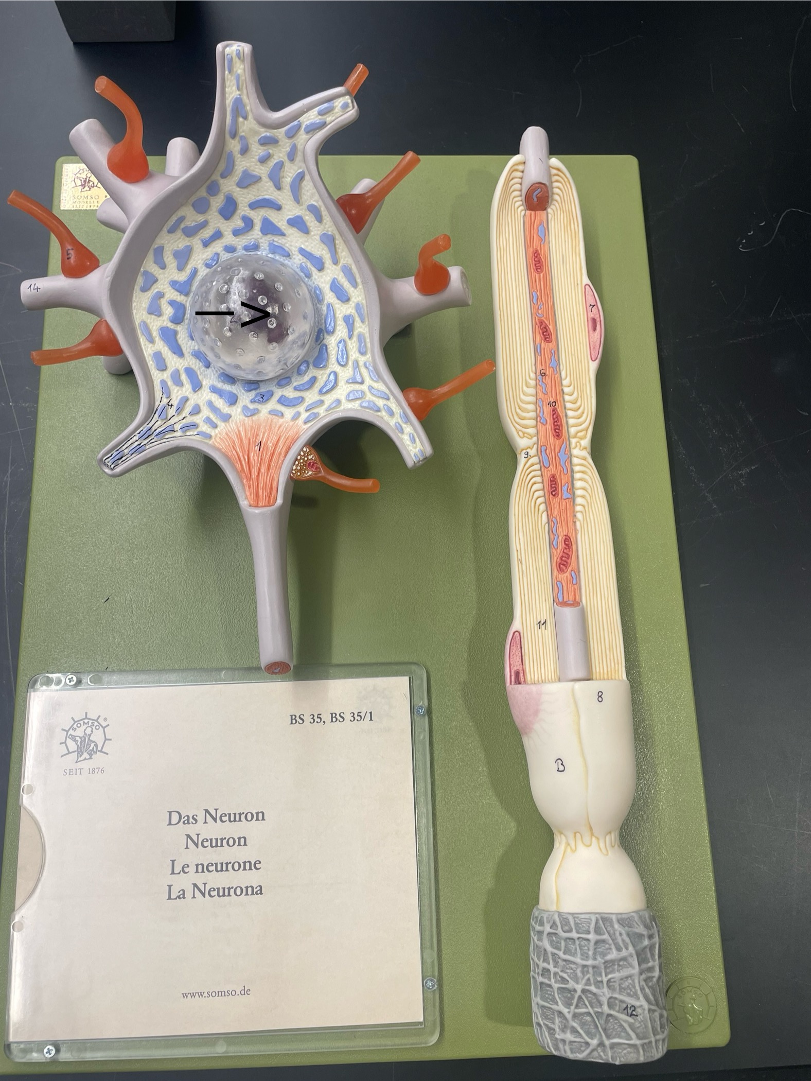 <p>ID organelle</p>