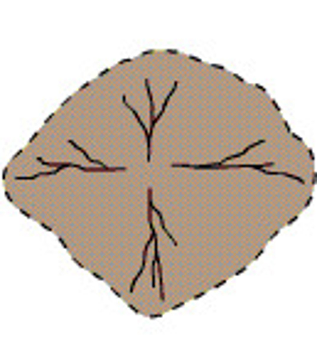 <p>streams divide from central area; usually volcanic cones and domal uplifts</p>