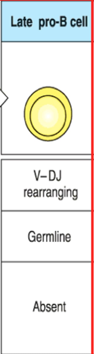 <p>Heavy chain VDJ rearrangement</p><p>Light chain is in germline config, but a surrogate L chain is produced</p><p>(in bone marrow)</p>