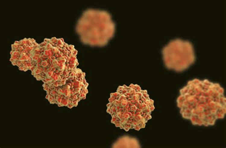 <p>This is a three-dimensional and somewhat round virus. It may or may not have an envelope and example of this virus is parvo virus</p>