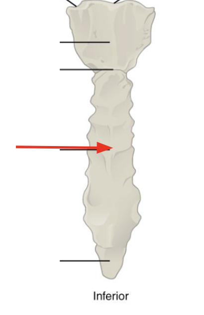 <p>Lower 2/3 of bone, below sternal angle</p>