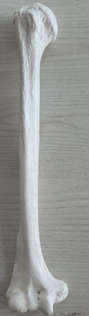 <p>Identify the bone and classify according to position and shape</p>