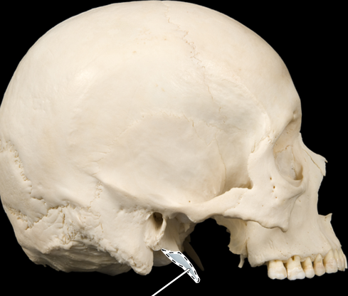 <p><span><strong>Styloid process</strong></span></p>