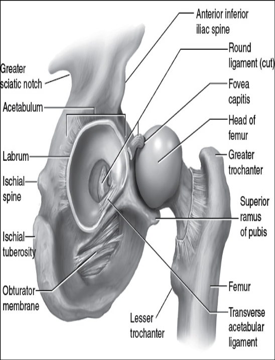 <p>attaches from deep in acetabulum to a depression in femoral head </p><p>slightly limits adduction</p>