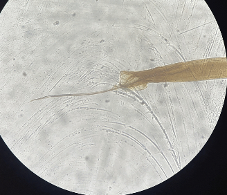 <p>Male or female </p>