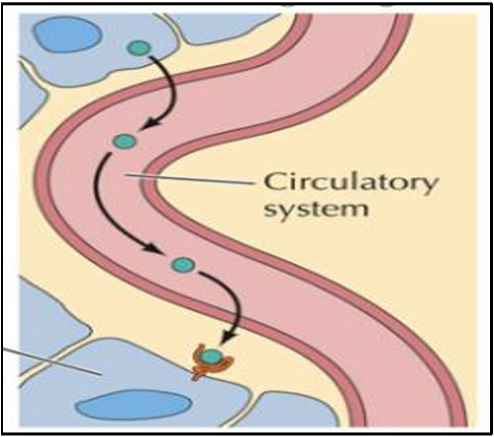 <p>signalling molecules called hormones are secreted into the bloodstream for distribution throughout the body, hormones reach all living cells in the body</p>