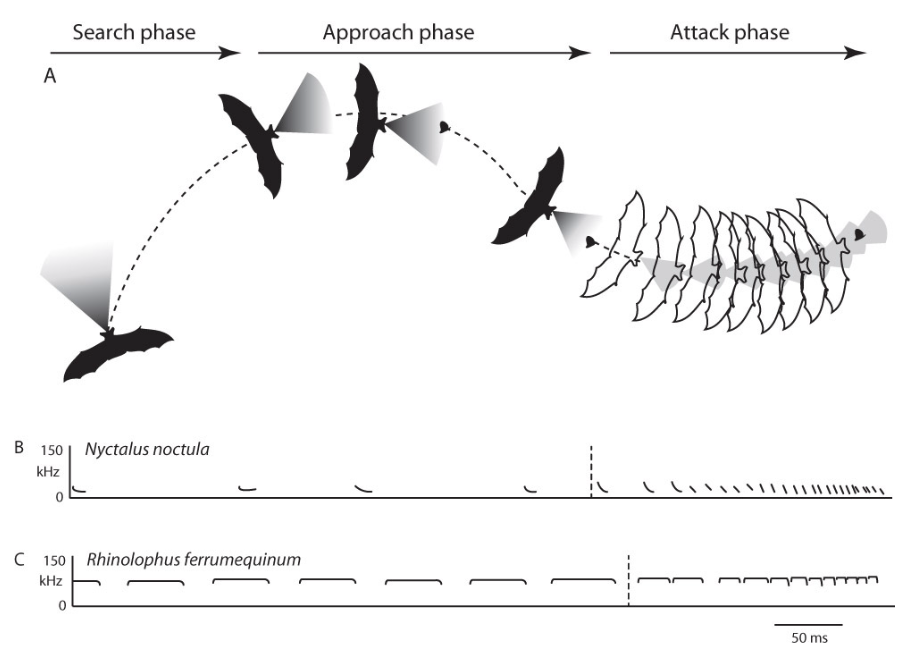 <p>When a bat takes insects in flight, the frequency and characteristics of echolocation pulses vary depending on go the bat is in search, approach, or terminal/attack phase. </p>
