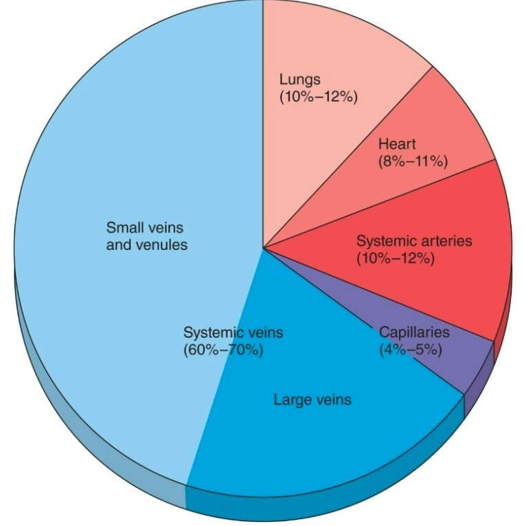 <ol><li><p>Ventricular filling (EDV) controlled by factors that affect venous return</p><ol><li><p>Total blood volume</p></li><li><p>Venous pressure (driving force for blood return)</p></li></ol></li><li><p>Veins have thinner walls than arteries and can stretch more</p></li><li><p>2/3 of the total blood volume is in veins (under resting conditions)</p></li><li><p>Veins have one-way valves so one-way flow to heart</p></li><li><p>Veins are volume reservoirs</p></li><li><p>Venoconstriction decreases volume veins can hold so send more blood to heart</p></li></ol>