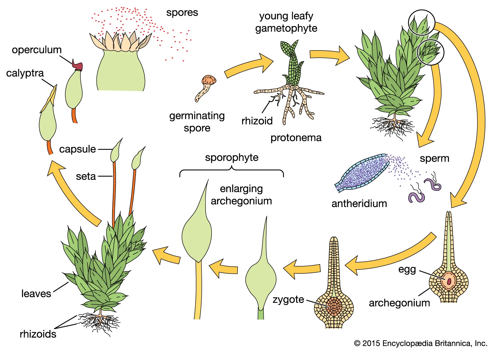 <ul><li><p>capsule: sporangium (makes spores using meiosis)</p></li><li><p>spores grow into protorema (1st cell of gametophyte)</p></li></ul>