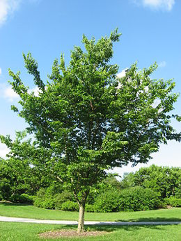 <p>Amerikanische Zürgelbaum, Westliche Zürgelbaum</p>