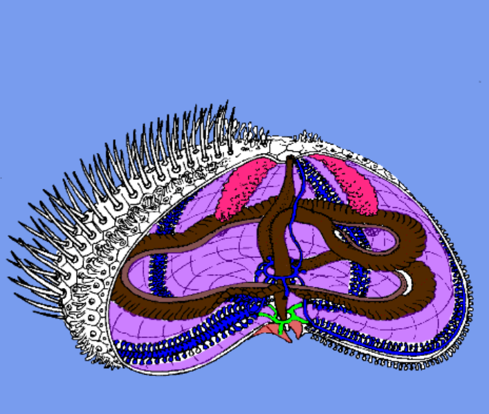 <ul><li><p>pictured in purple</p></li><li><p>outer layer of sea urchin</p></li><li><p>internal skeleton w/ infused plates</p></li><li><p>aka the shell</p></li></ul>