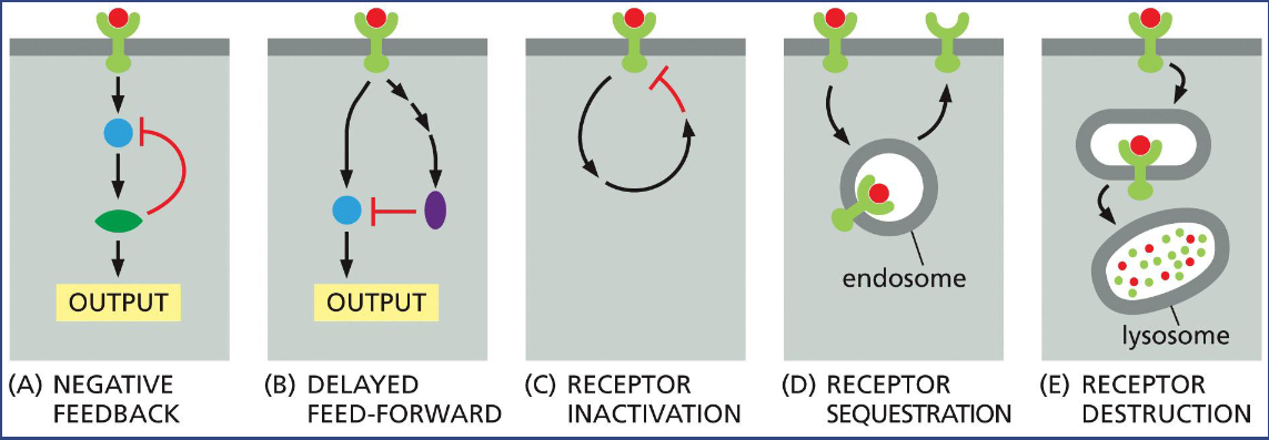 <p>The mechanism often involves phosphorylation and ubiquitination of the receptor proteins or signaling proteins</p>