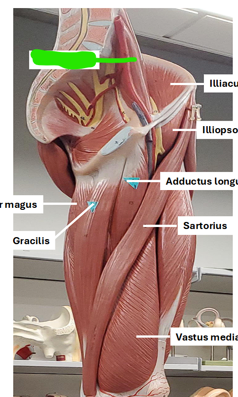 <p>flexes the thigh </p><p></p><ul><li><p>this structure plus the iliacus form a group together known as the<u> iliopsoas</u></p></li></ul><p></p>