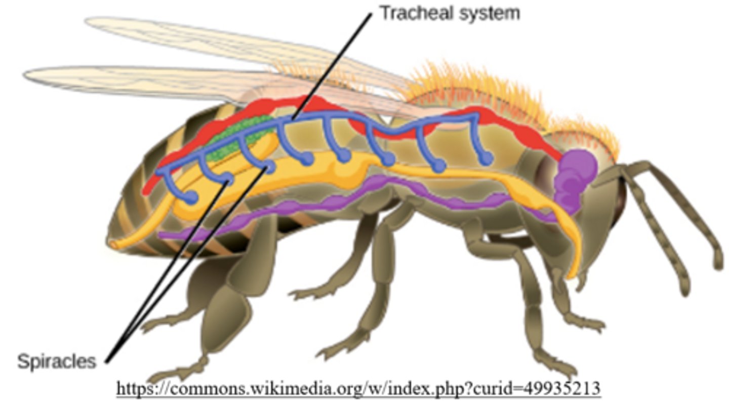 <p>spiracles</p>