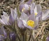 Prairie crocus