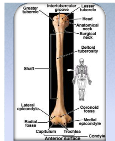 <p>Lateral condyle of the distal humerus that articulates with the head of the radius.</p>