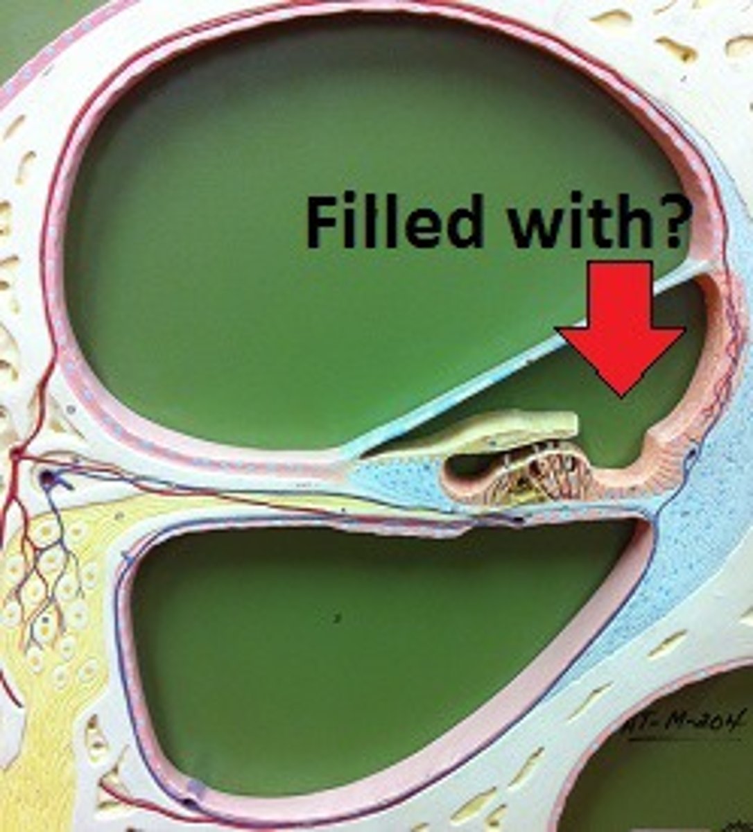 <p>fluid within the scala media &amp; the vestibular apparatus</p>