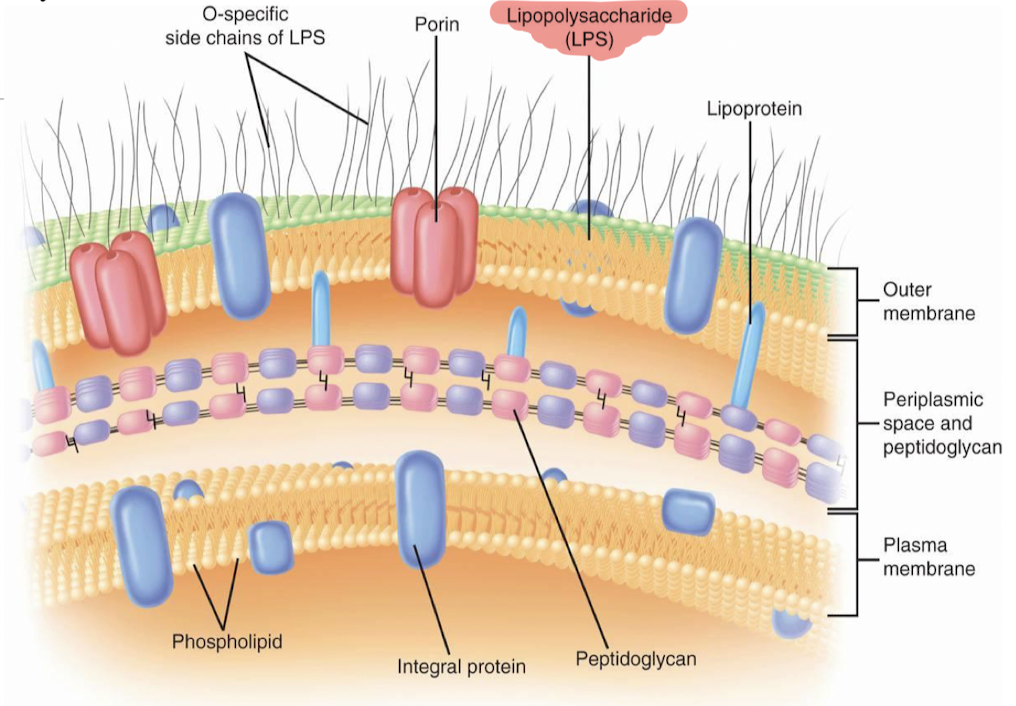 <p>Cell Envelope</p>