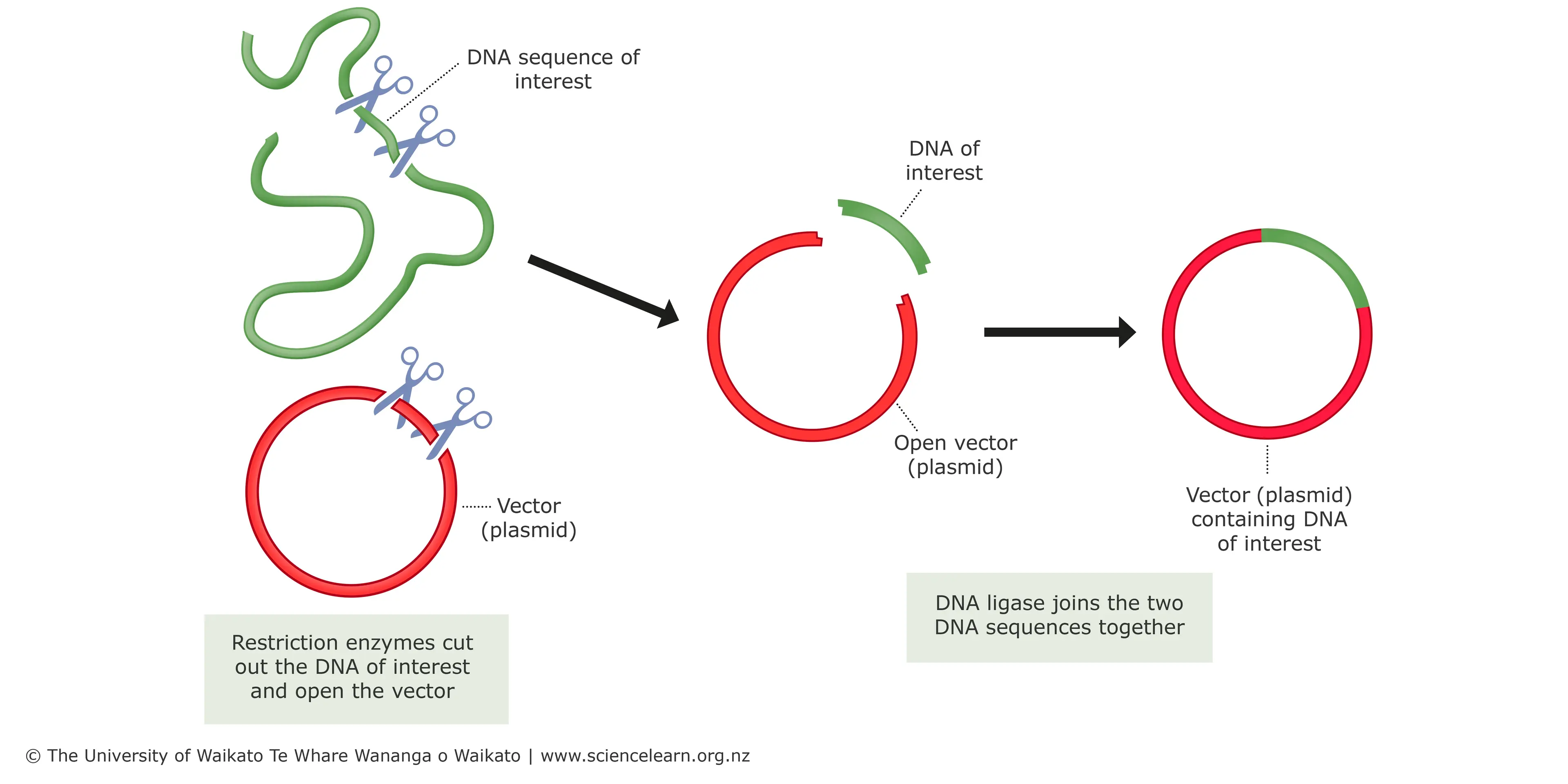 <p>When DNA from surroundings incorporate foreign DNA as plasmids or into the bacterial genome within the same species</p>