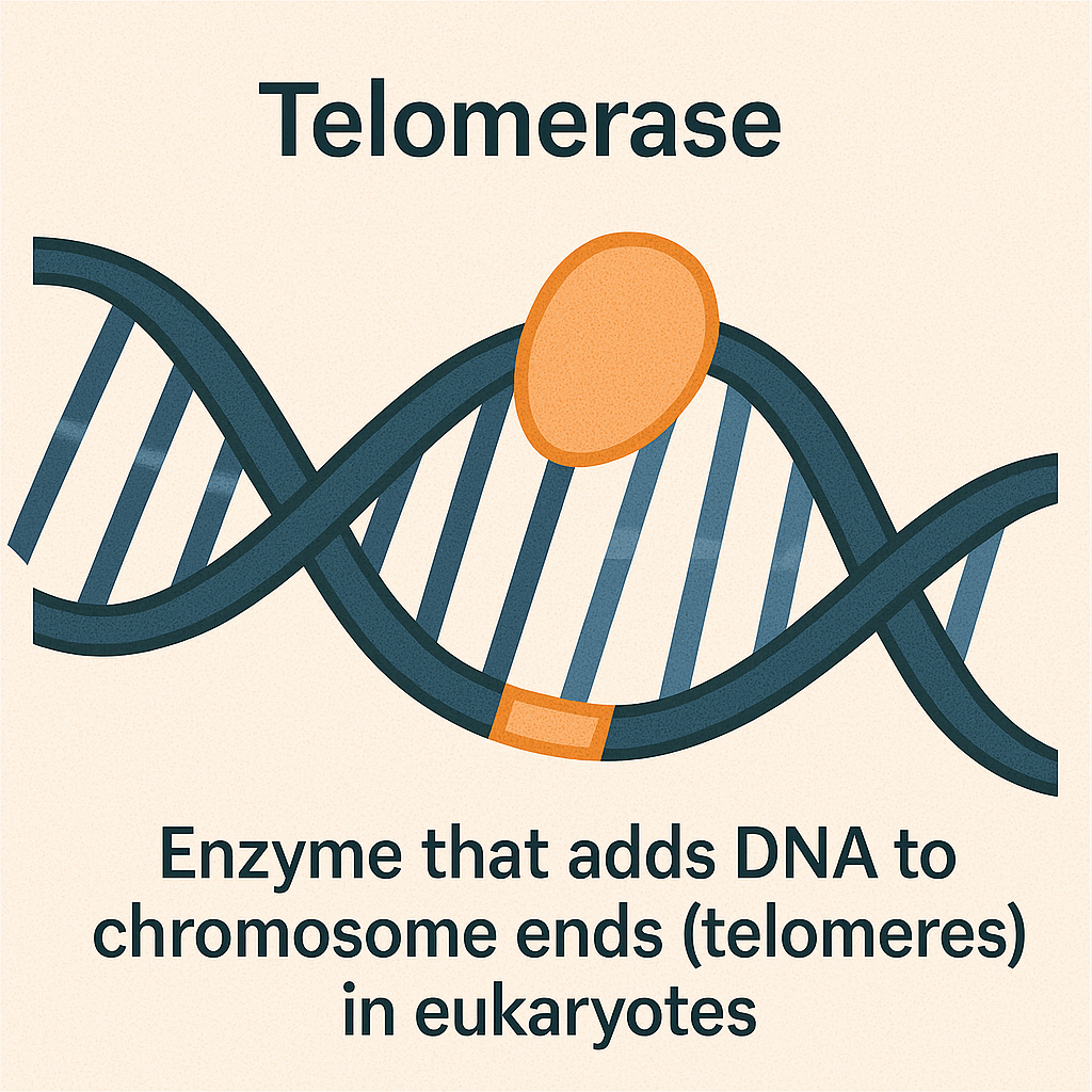 <p>Telomerase</p>
