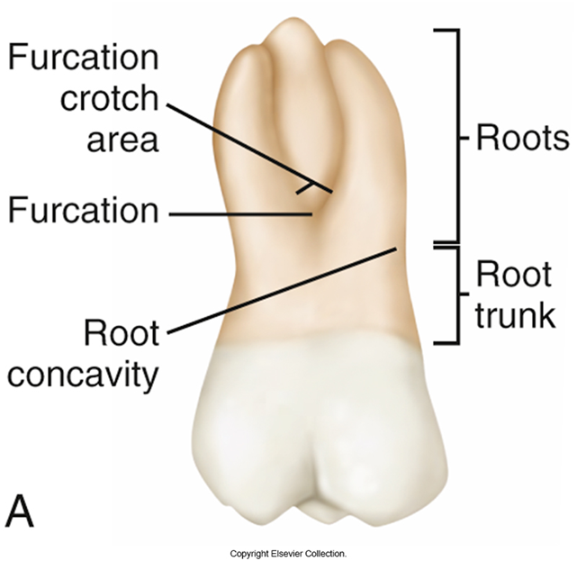<p><span>•</span><span style="font-family: "Trebuchet MS";">The molar crowns have four or five short, blunt cusps, and each molar has two or three roots that help support the larger crown</span></p><p><span>•The permanent molars are the largest teeth in the dentition</span></p><p><span>•</span><span style="font-family: "Trebuchet MS";">There are three types of molars: First, second, and third</span></p><p><span>•</span><span style="font-family: "Trebuchet MS";">The first and second molars are also called the <em>6-year</em> and <em>12-year molars</em> because of the approximate ages at which they erupt</span></p>
