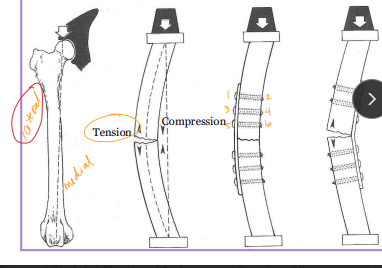<p><span style="background-color: transparent;"><strong>Plates</strong></span></p>