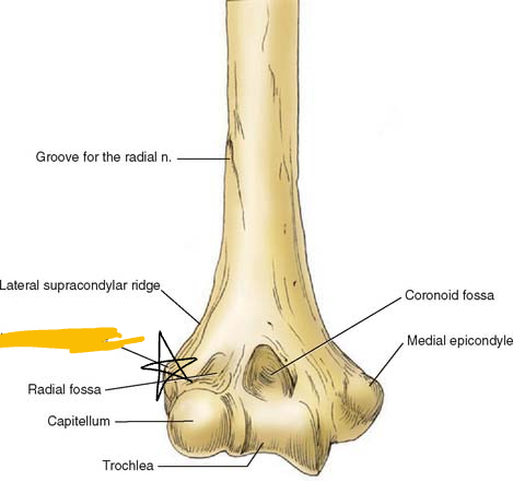 <p>part of humerus on distal and lateral end, lateral side of elbow (anterior view picture)</p>
