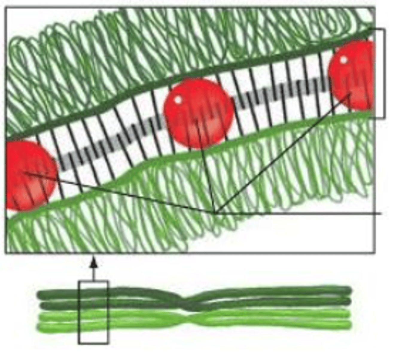 <p>the synaptonemal complex</p>