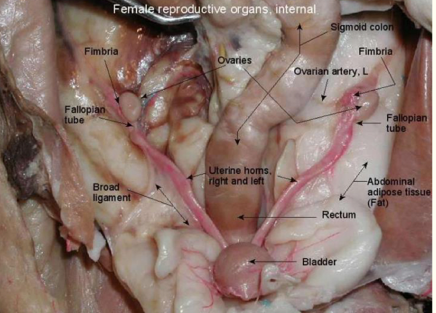 <p>What are the functions of the ovaries ?</p>
